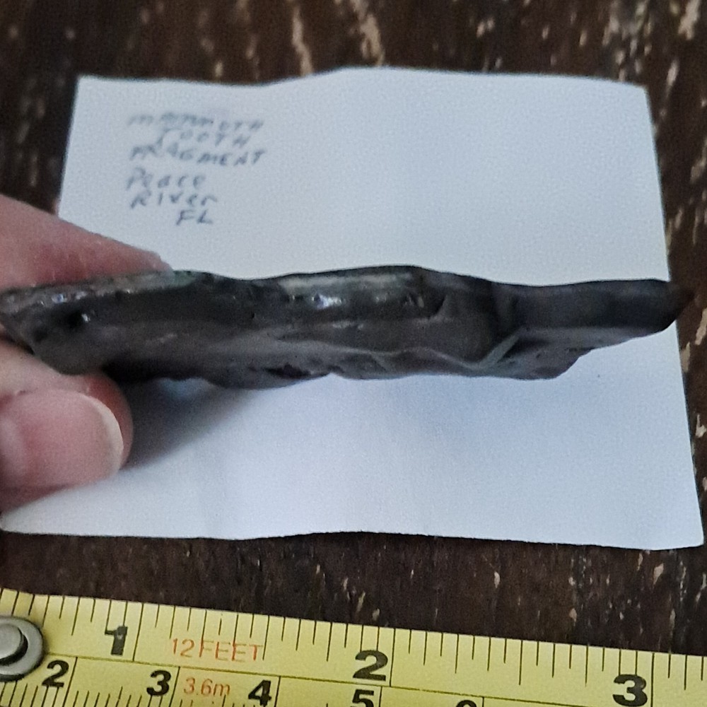Mammoth Tooth Fragment Fossil Peace River FL