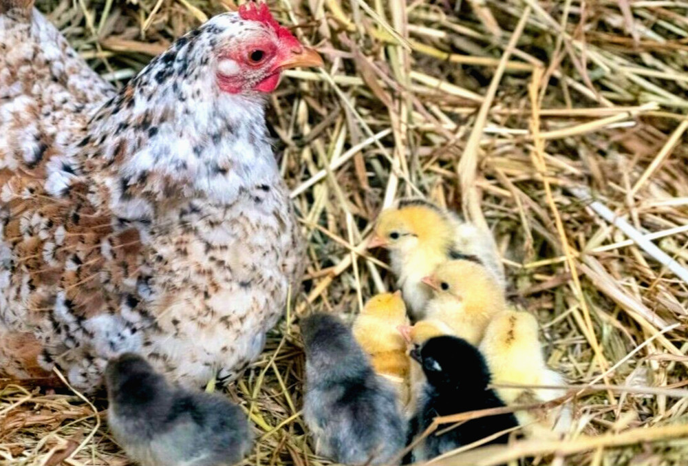 12 NPIP/AI CLEAN SERAMA BANTAM HATCHING EGGS ●SHOW QUALITY●MICRO MINI TEA CUP
