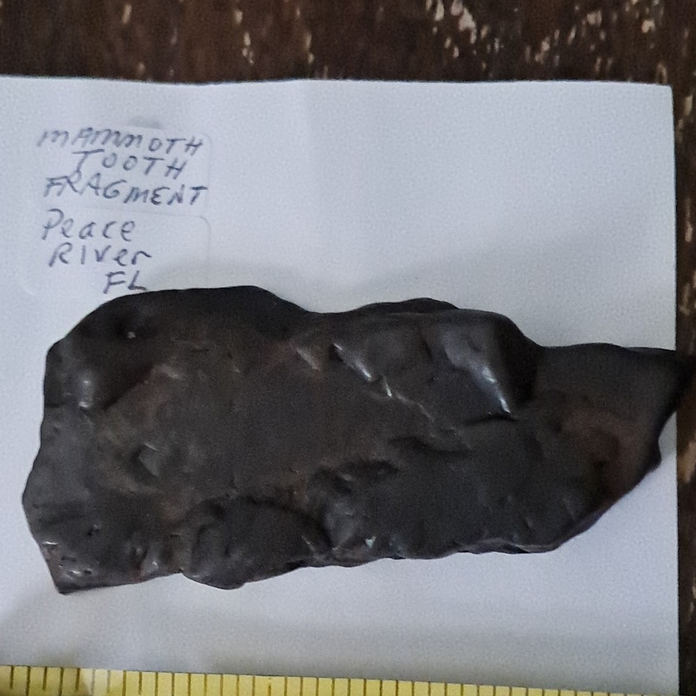 Mammoth Tooth Fragment Fossil Peace River FL