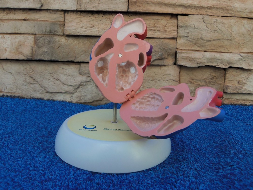 Human Heart Hinged Doctors Model