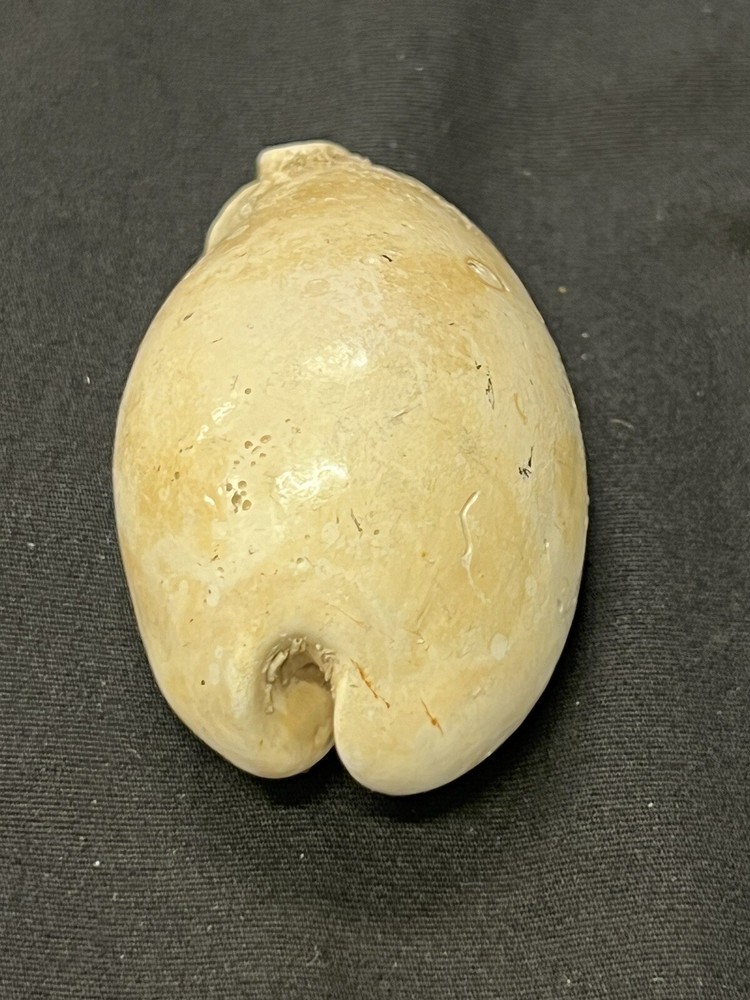 EXTINCT Fossilized COWRIE Shell From Central Florida - Pliocene Era.
