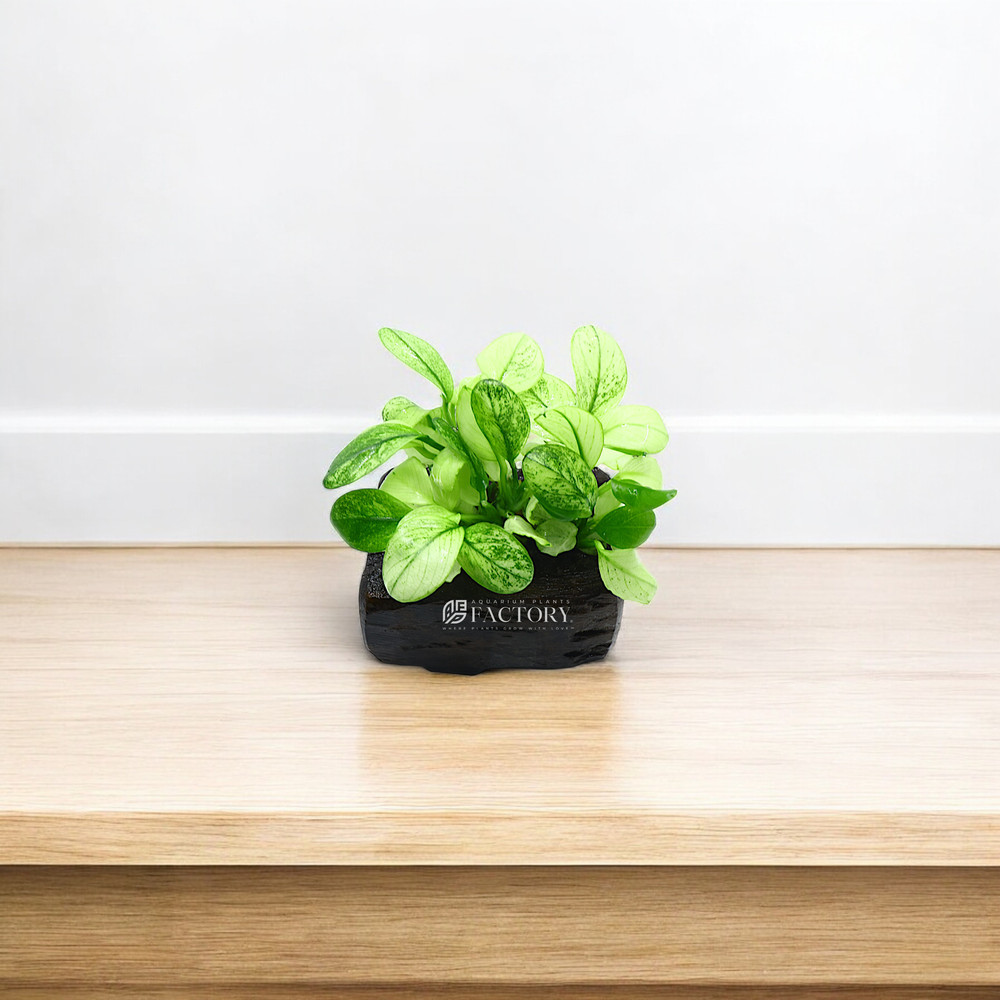 Anubias Pinto on Driftwood