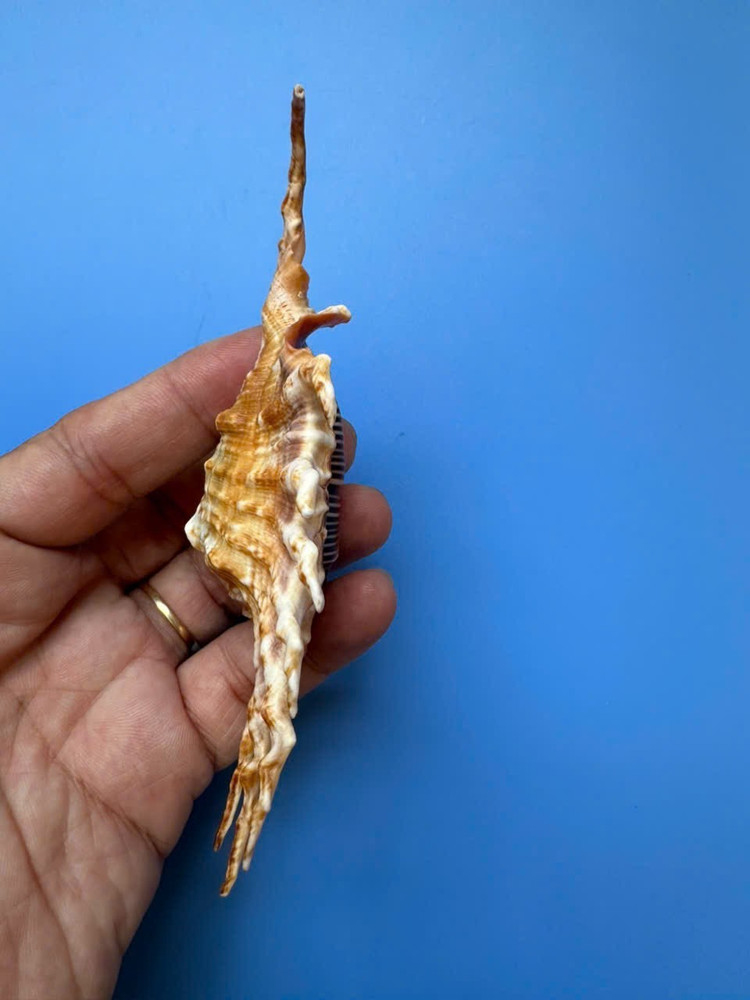 126mm | Lambis scorpius | Freak finger| Beautiful seashell