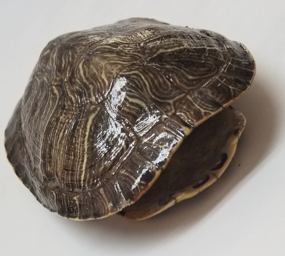 6" Genuine turtle shell, Leagel Slider Turtle Shell
