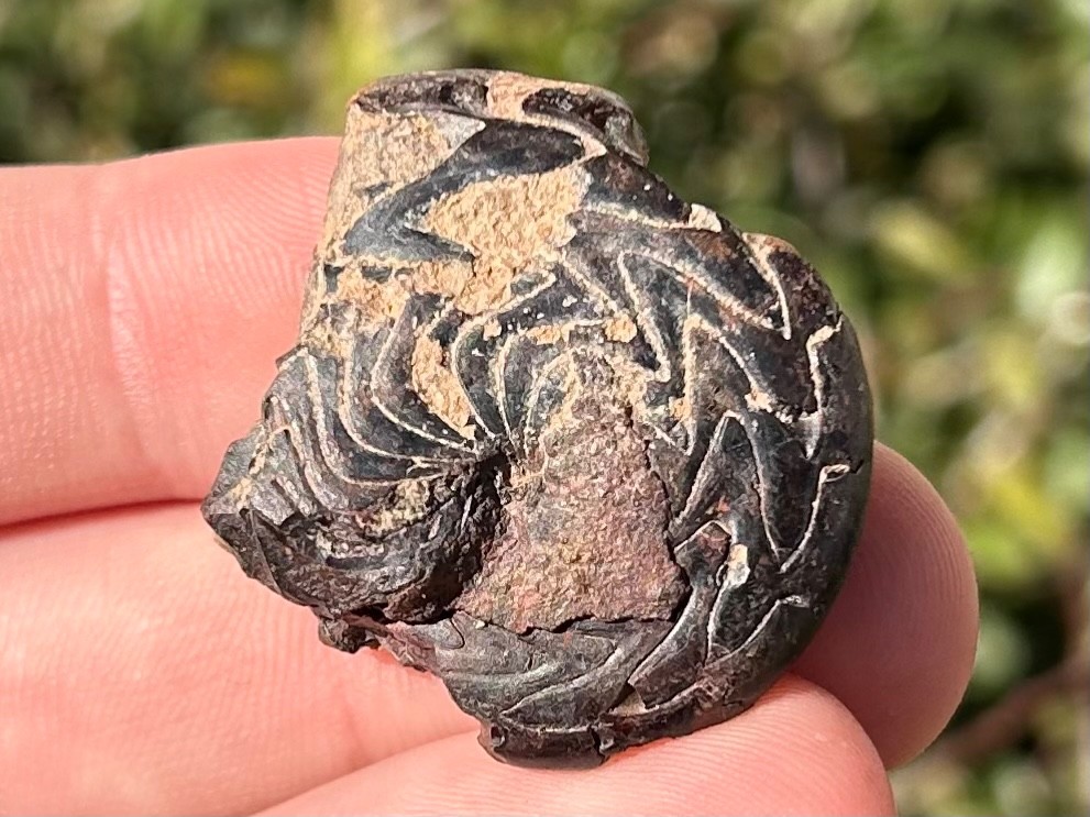 Discoclymenia cucullata Fossil Goniatite Morocco Ammonite Devonian Age