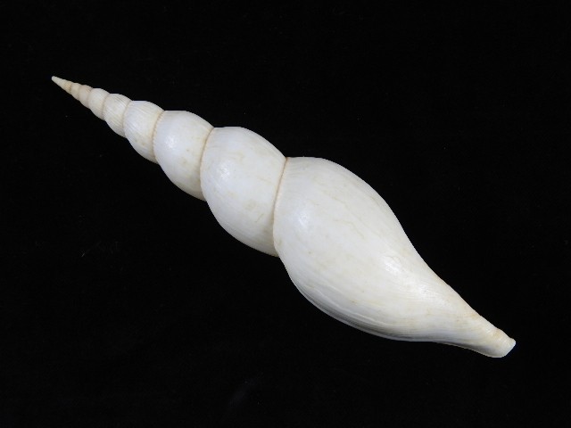 Sea Shell Calliotectum tibiaeforme dupreyae mm ID#9552