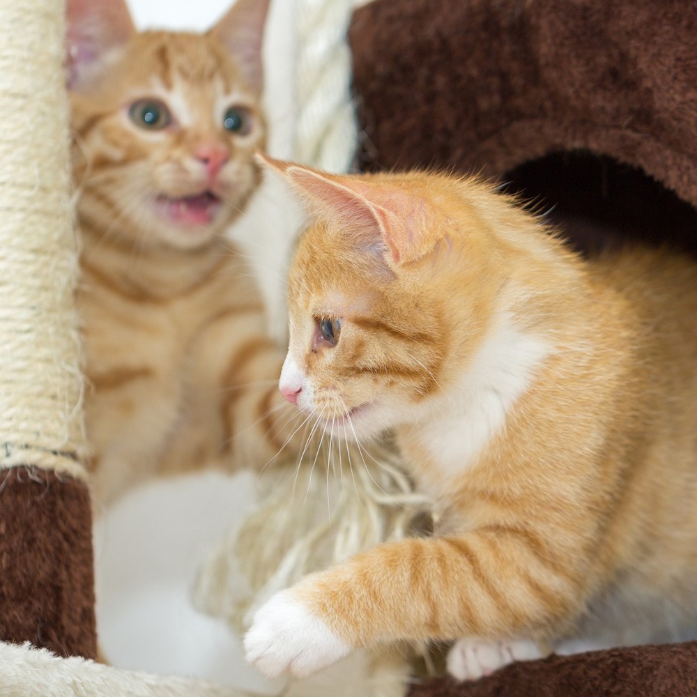 Ultimate Cat Condo Tower 8 Scratching Posts, 2 Padded Perches, 2 Kitty Huts