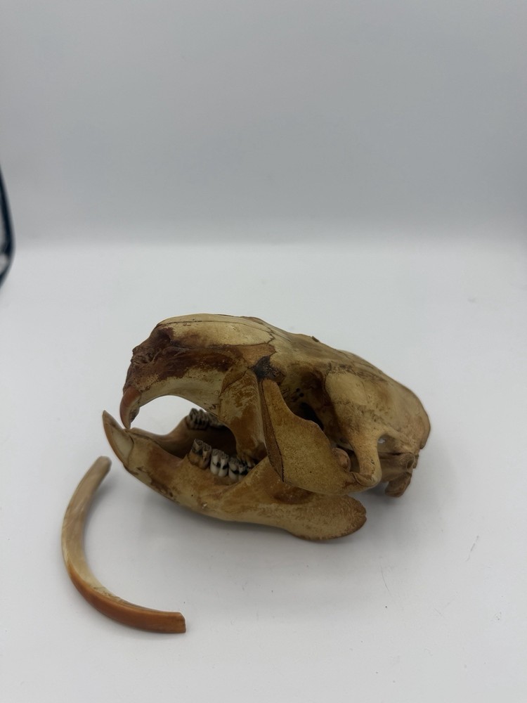 Beaver Skull W/Unique Tooth