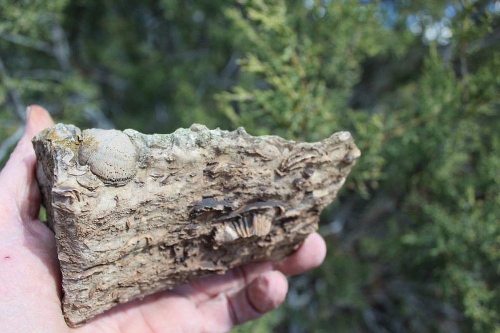 RARE Locality - Superb Display Specimen - Brachiopod/Shell Fossil - DEVONIAN