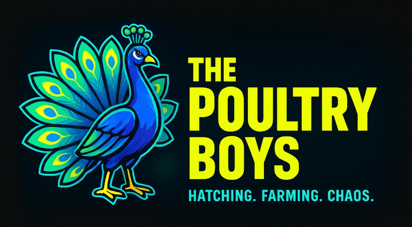 12 Exotic Button Quail Hatching Eggs Chinese Painted SPECIAL RARE ~ TPB Farms 🦚