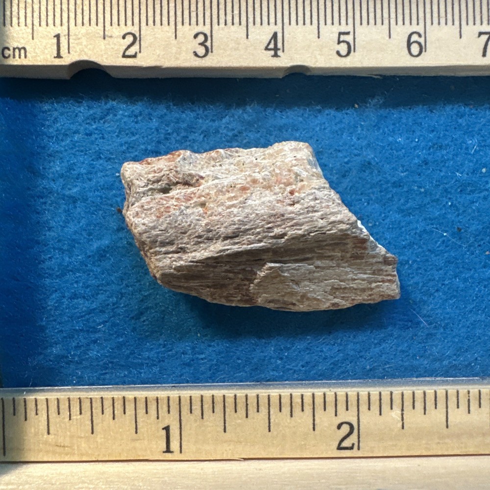 Spinosaurus Extinct Dinosaur Bone Fossil in Display Case