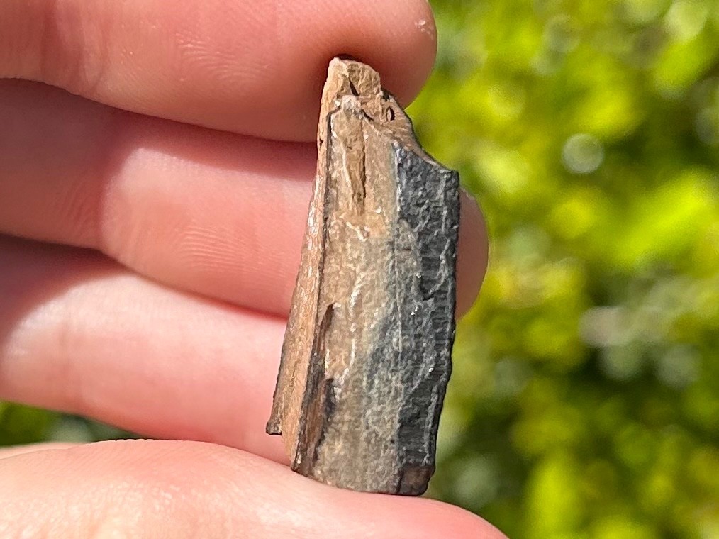 Fossil Giant Armadillo Tooth Holmesina Pleistocene Ice Age Mammal Florida