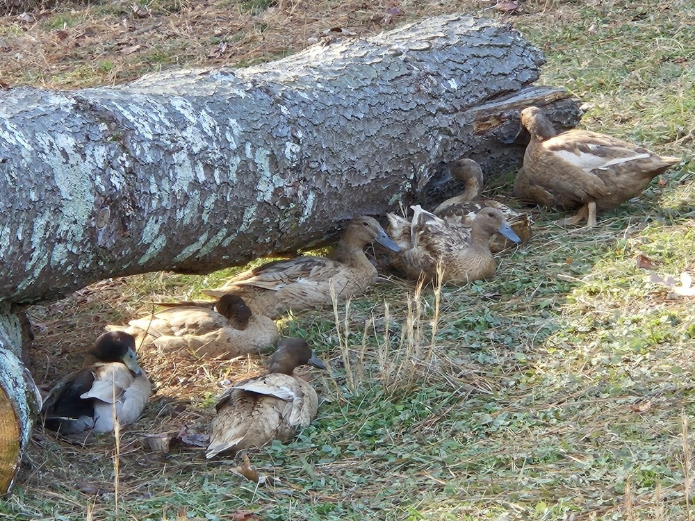 6 Khaki Campbell Duck Hatching Eggs