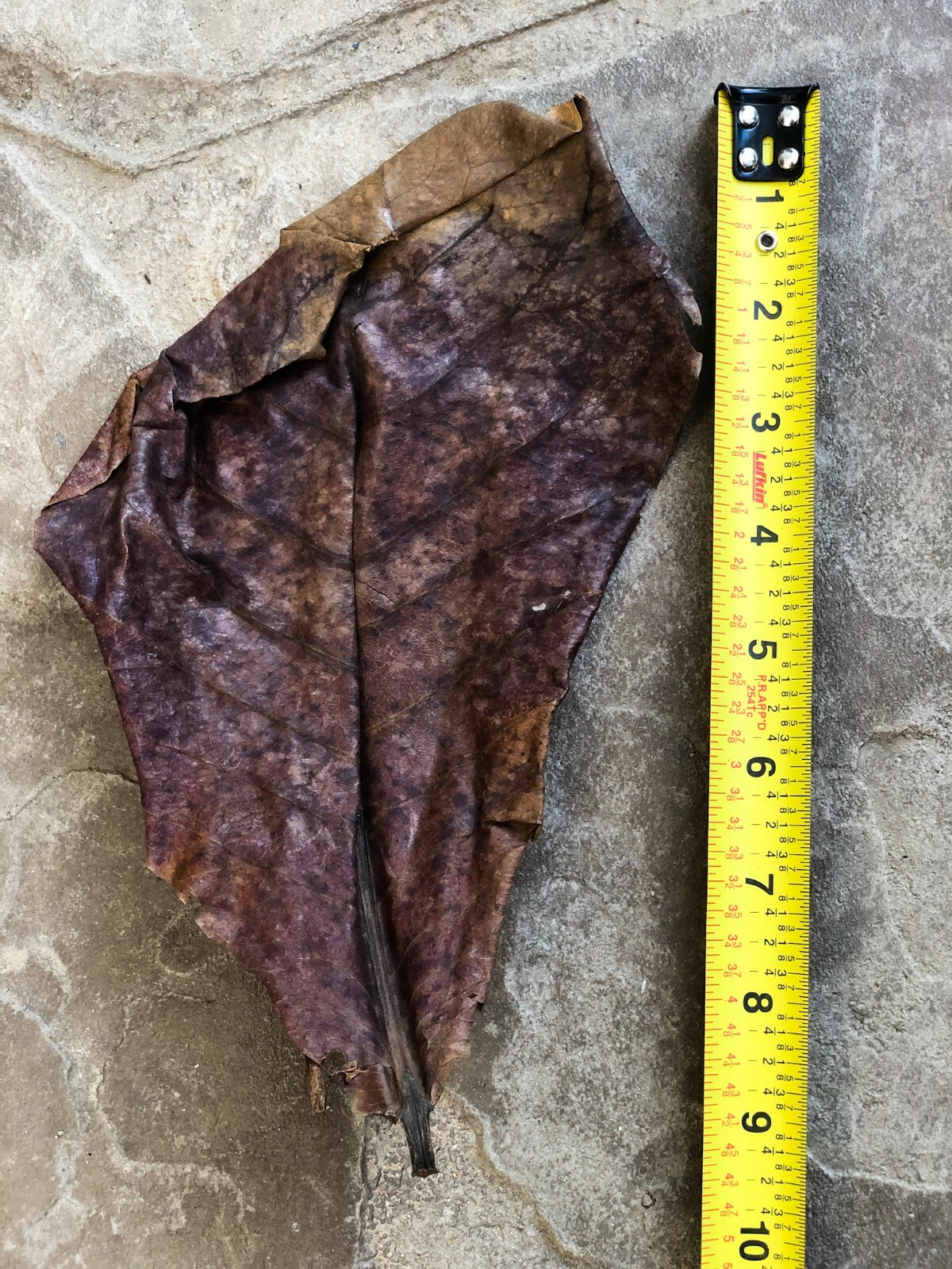 10/20/50pcs NATURAL Catappa Indian Almond Leaves for shrimp betta discus cichlid