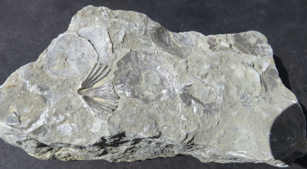 BRACHIOPOD PLATE  -- Cincinnati , Ohio