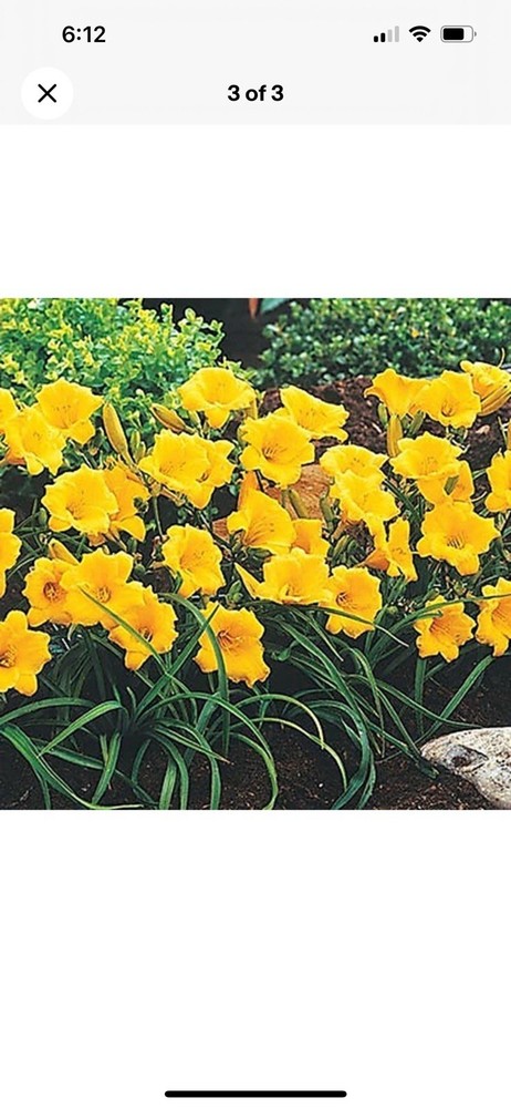 (30) Stella D'Oro Daylily Bare Roots