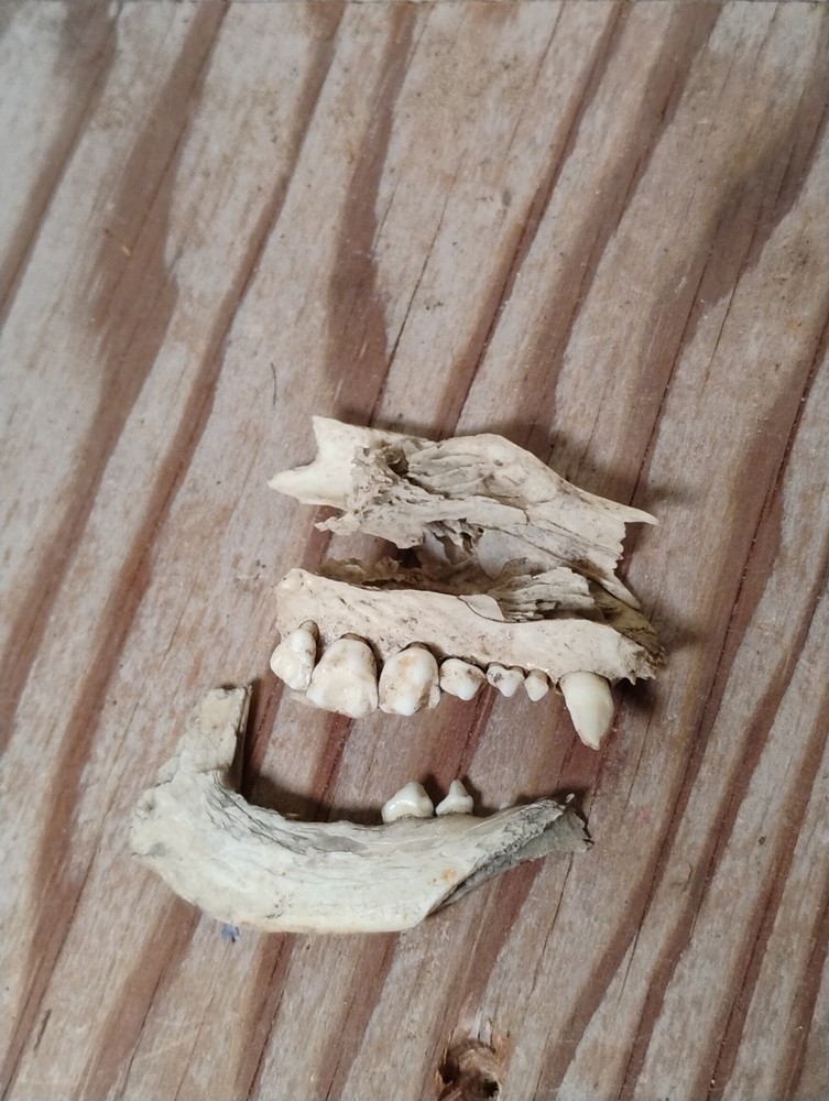 Partial Animal Skull & Jaw Bone Set