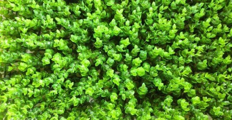 Plastic Encrypted Eucalyptus Simulation Plant Background Decoration 23.6x15.7''