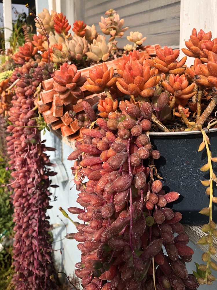 10 Cutting Succulents Ruby Necklace 8”+ ,2-3tip For Each