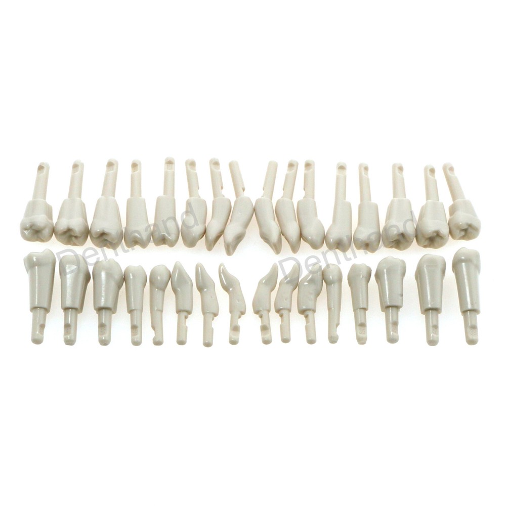Dental Tooth Model for KaVo Basic 32Pcs Model Spare teeth Retention Mechanism