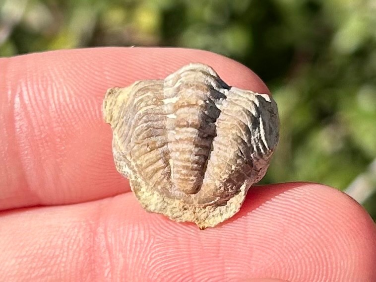 Oklahoma Fossil Trilobite Paciphacops campbelli Devonian Age Bug Enrolled