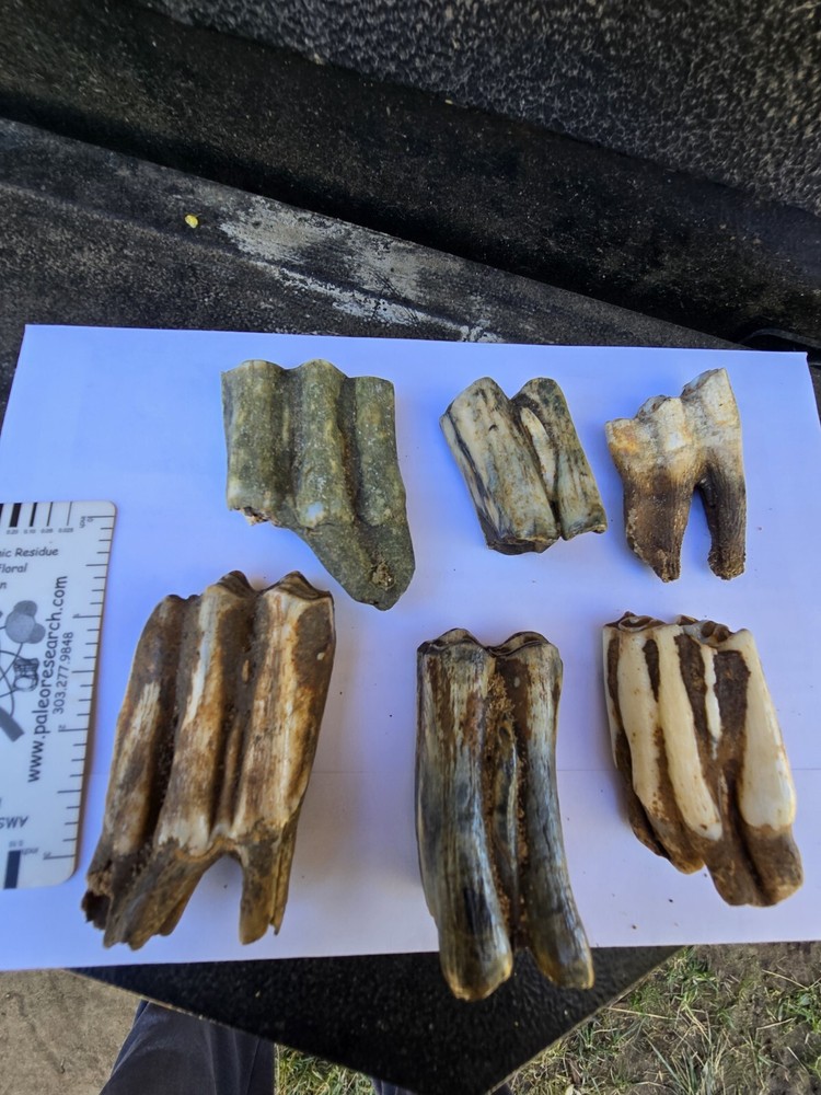 Fossil Bison Teeth Lot