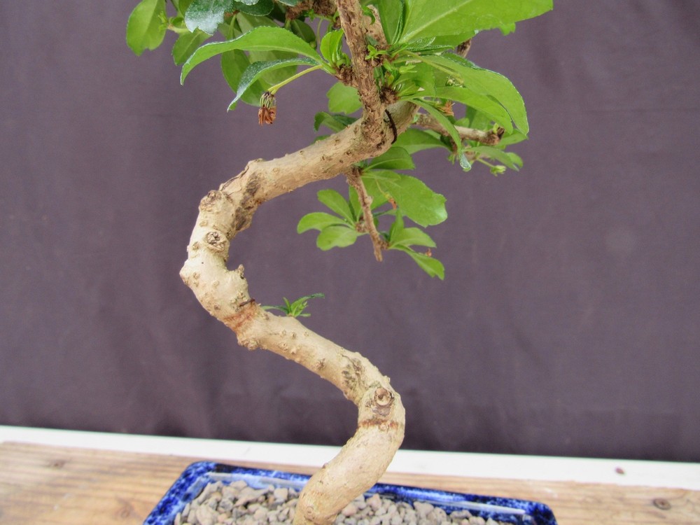 Fukien Tea Bonsai Tree - Small Curved Trunk Style