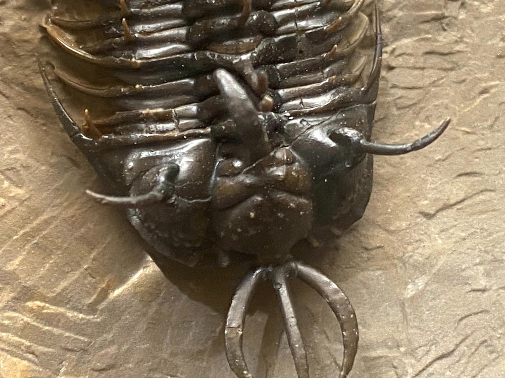 walliserops hammii & phacops