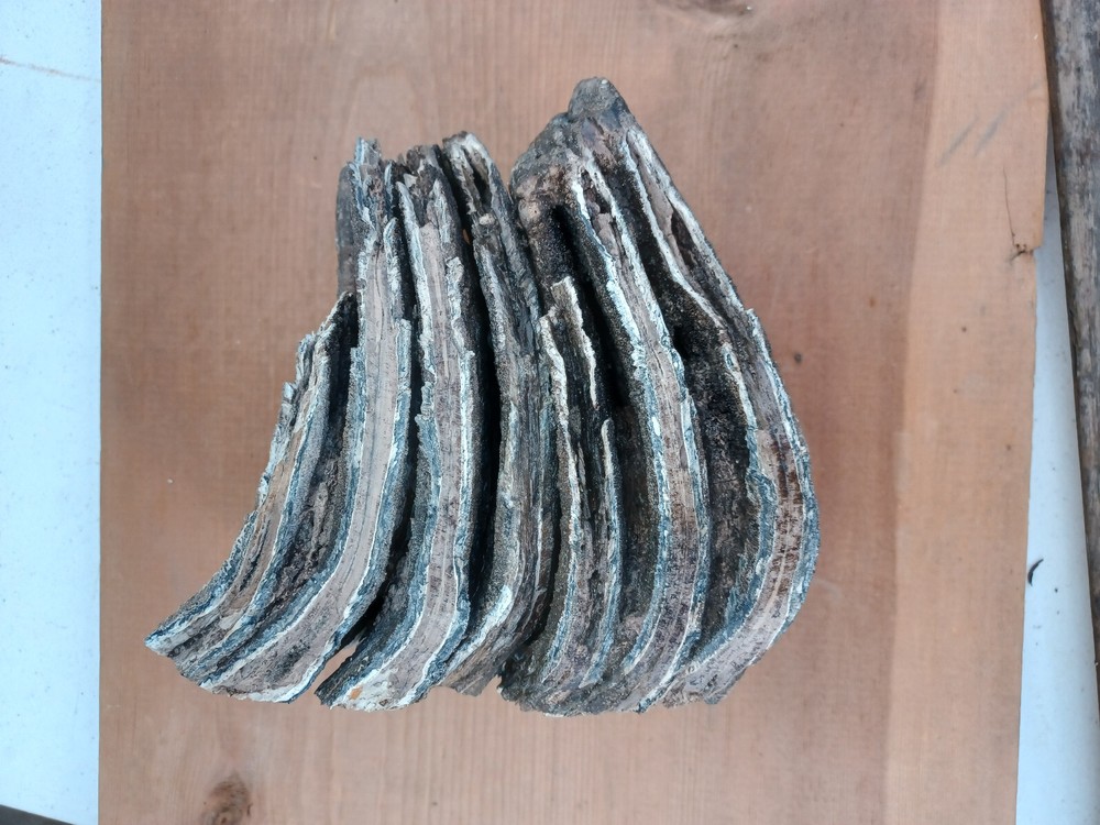 Fossil Tooth From Bone Valley Formation Peace River Florida #2