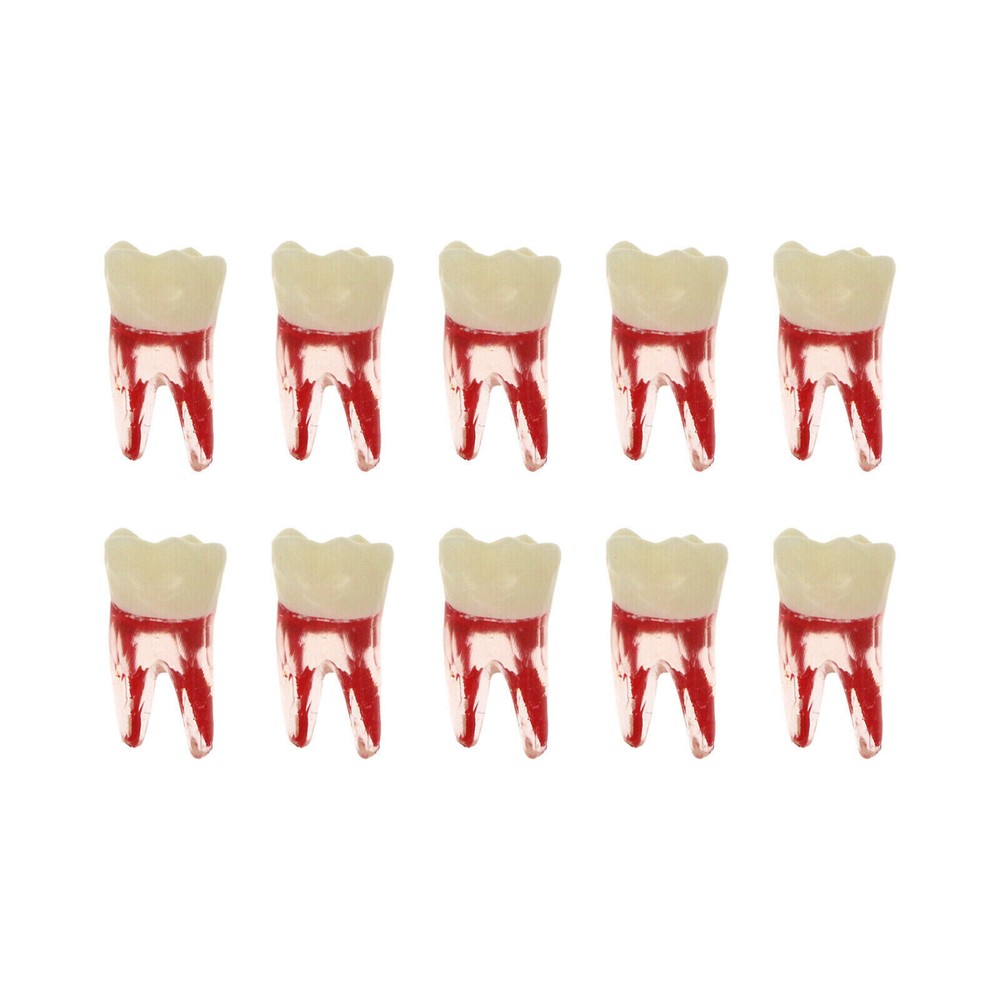 10 Pcs Dental Autoclavable Endo Root Canal Teeth Model Study Practice Typodont