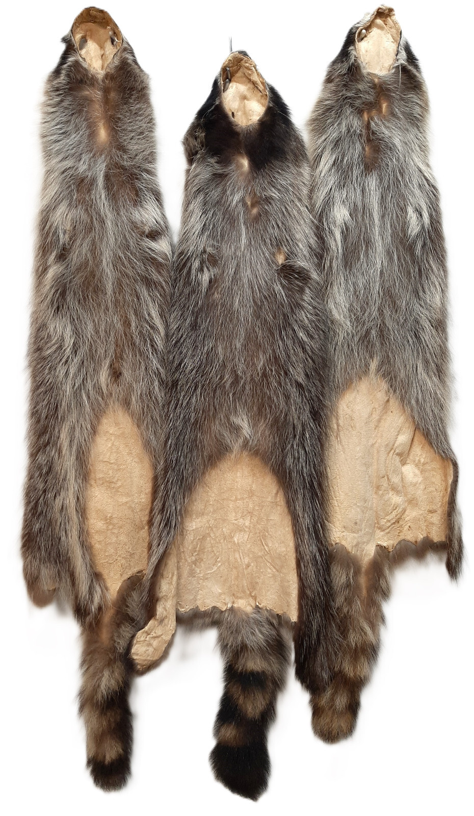 Soft Tanned Raccoon Premium Grade