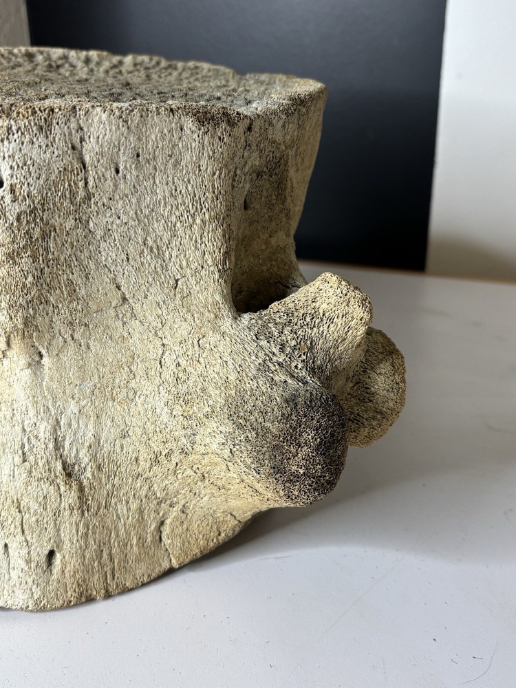Whale Vertebrae Fossilized LARGE
