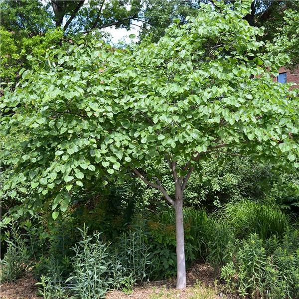 Eastern Redbud Tree ( Cercis ) - Live Plant - ( 1 QT )