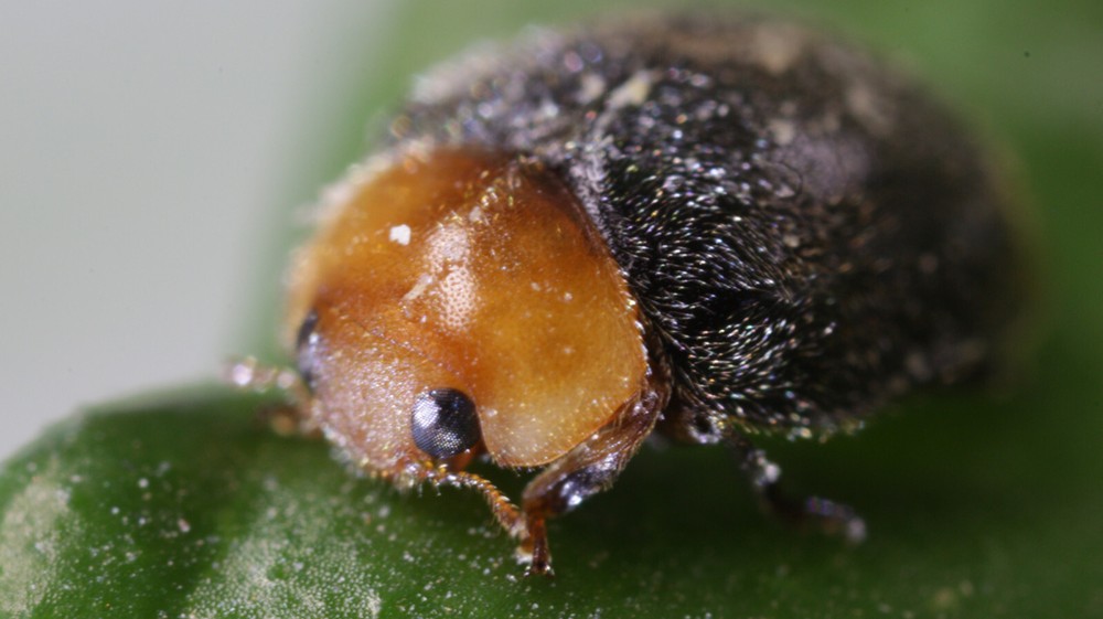 10 Cryptolaemus Montrouzieri - Mealybug Control - NaturesGoodGuys