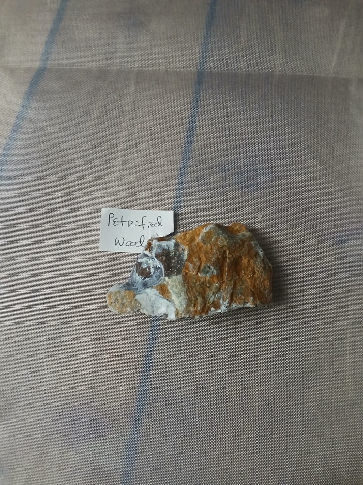 Petrified Wood Small