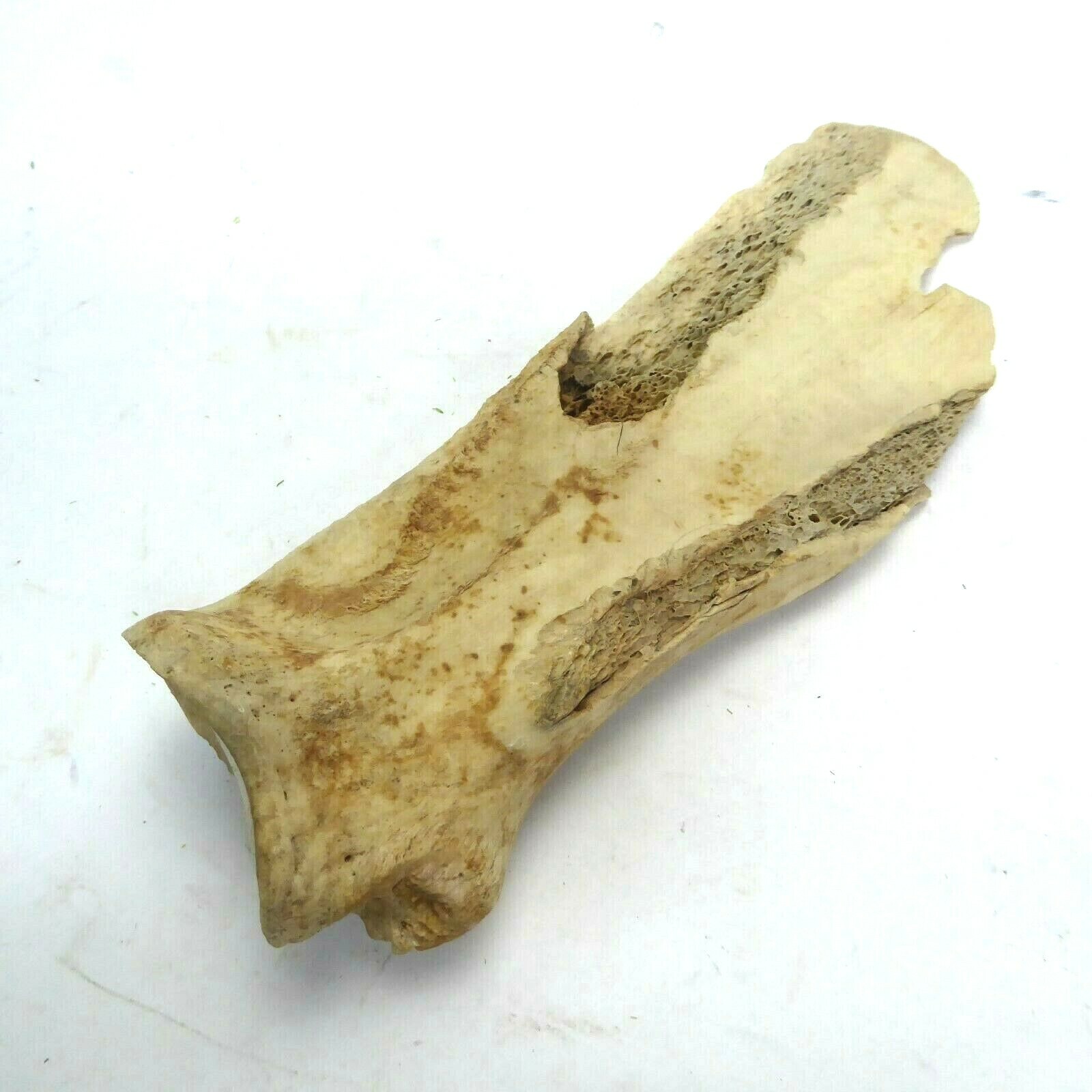 Missouri River Buffalo Horn Scapula Hoe