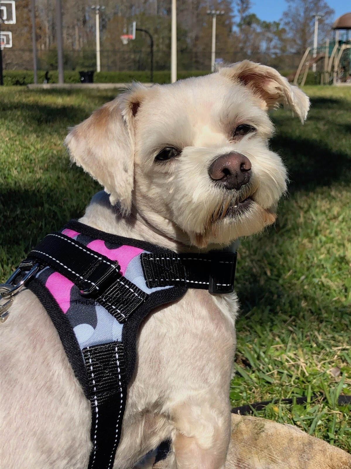 Dog Pet Vest Harness No Pull w Handle Adjustable Control Reflective S M Large XL