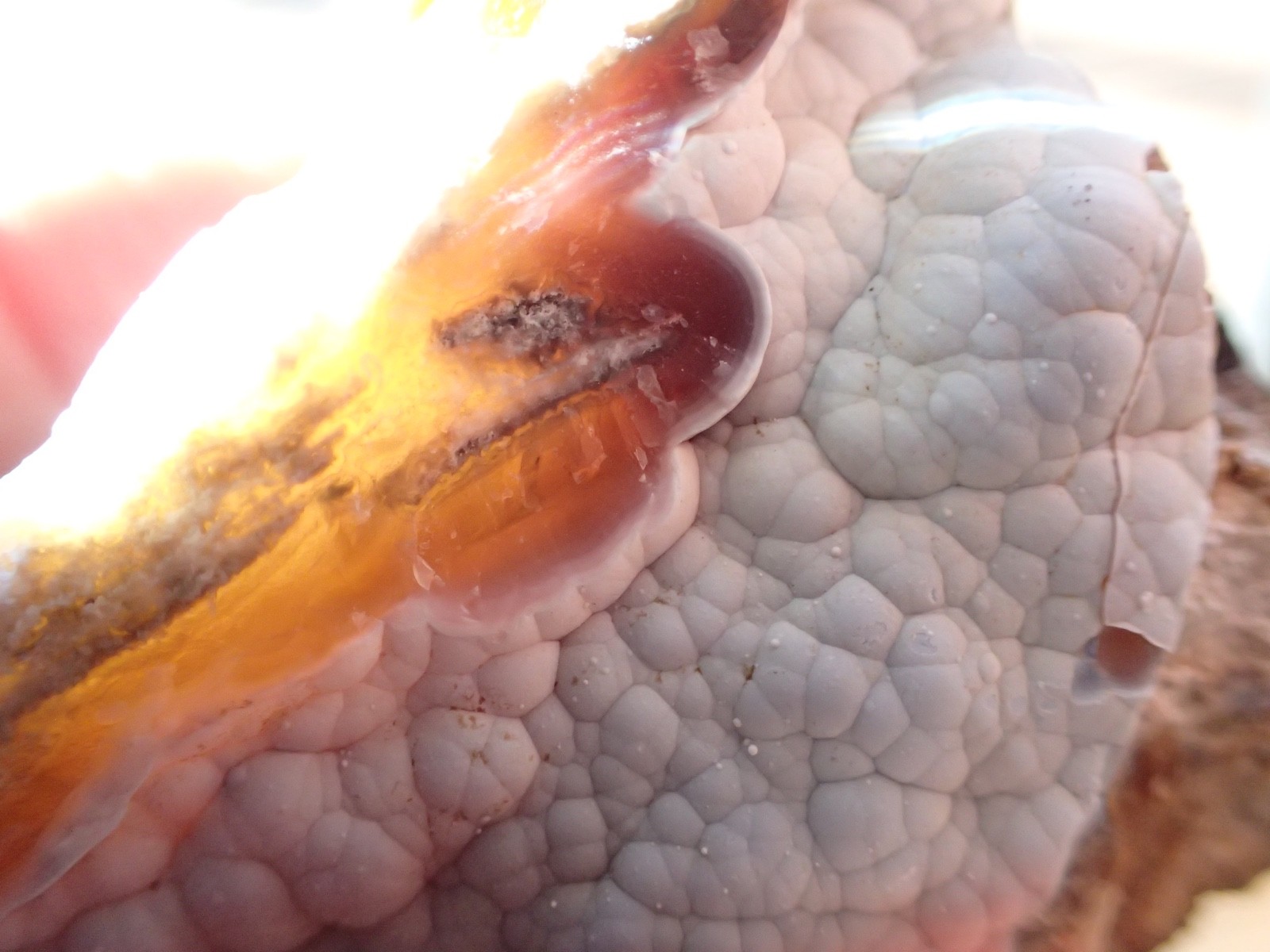 Botryoidal Fossil Coral Geode Fragment GA Agate Amber Display Sea Specimen WC40