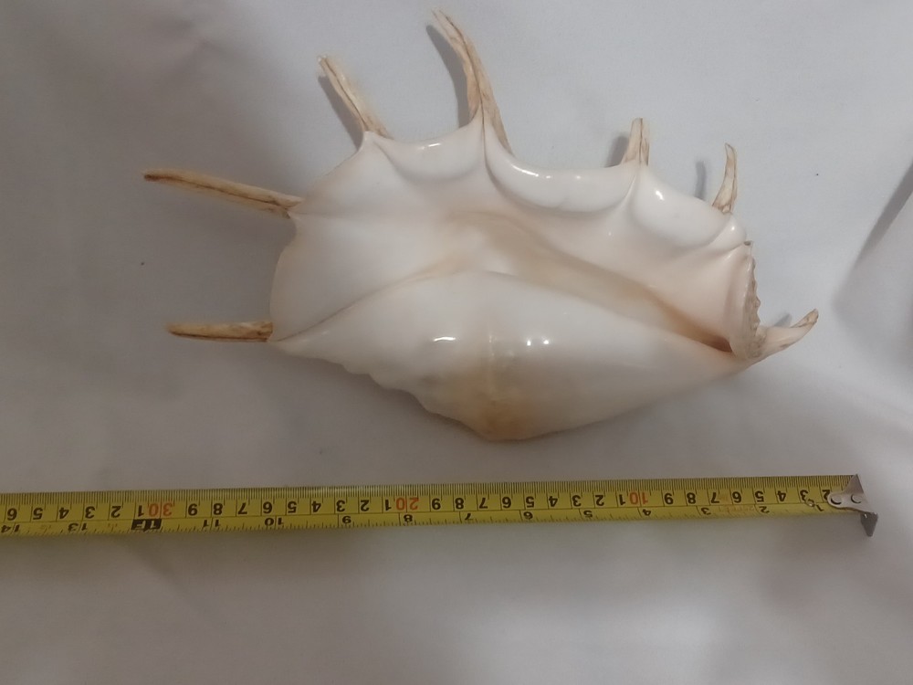 Assorted Large Conch / Seashell Lot See Pics