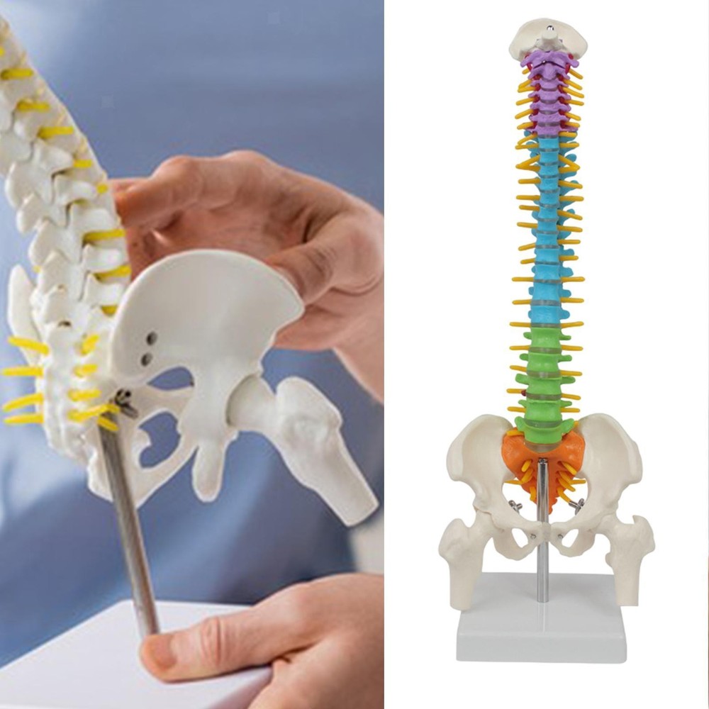 Human Spine Model Skeleton Model Anatomical Model