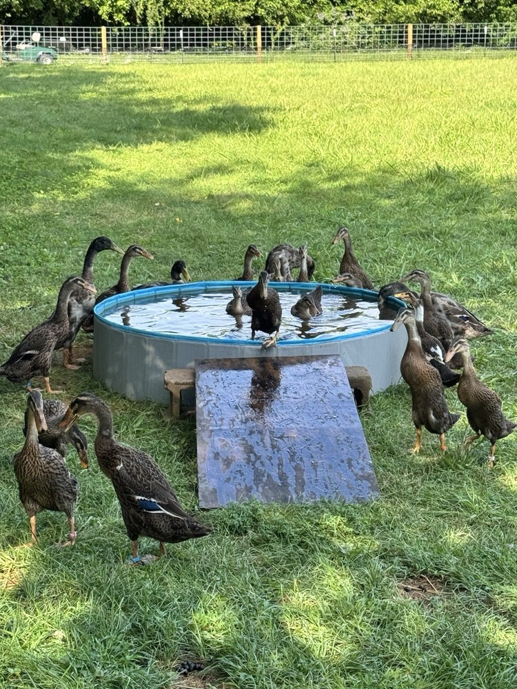 6++ Grey (Mallard) Indian Runner Duck Hatching Eggs