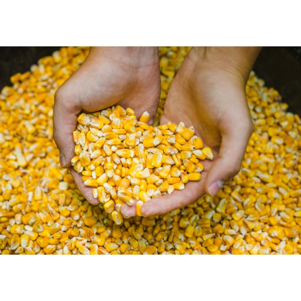(3 pack) Manna Pro Deer Corn - Deer and Turkey Feed 50Lb