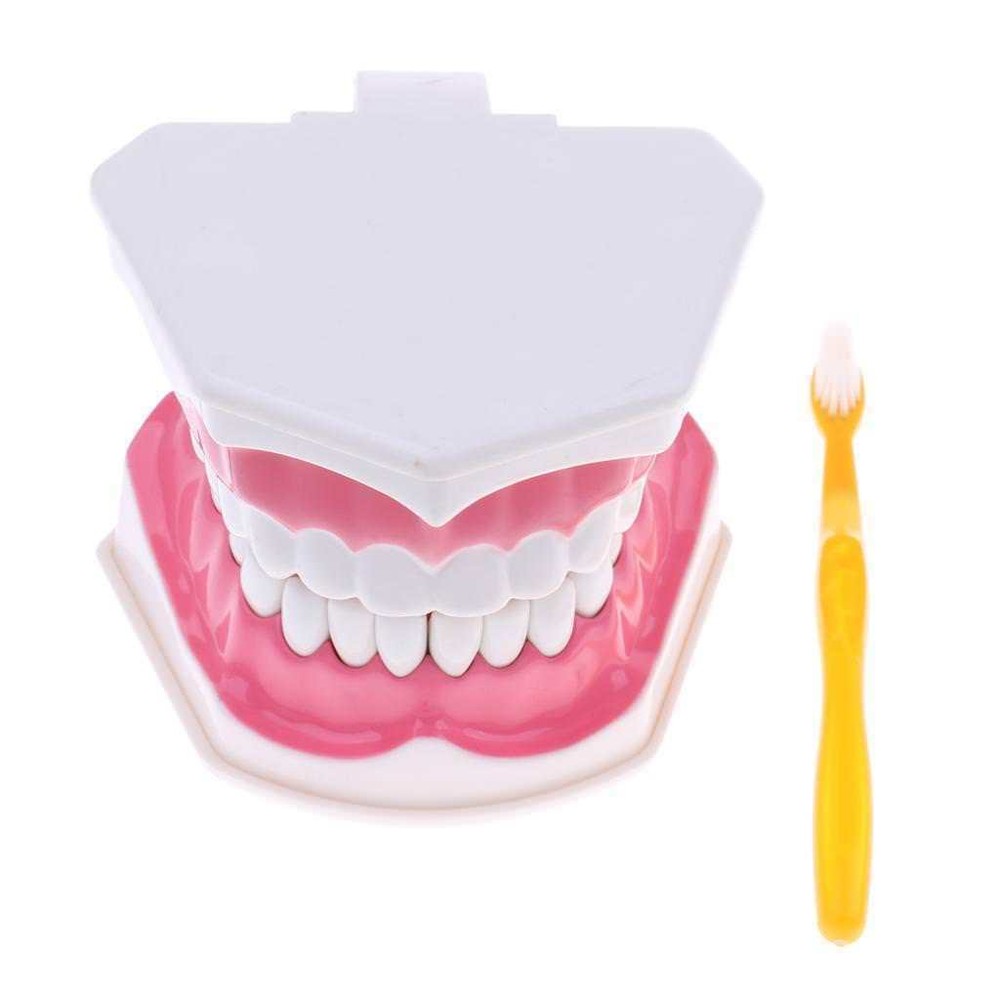 Dental Teaching Demonstration Model with Removable Lower Teeth + Toothbrush