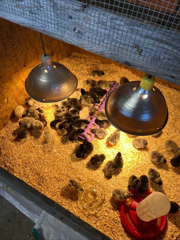 Hatching Eggs OLIVE 10+2 extra EE Marans Olive / Mint / Sage Cross