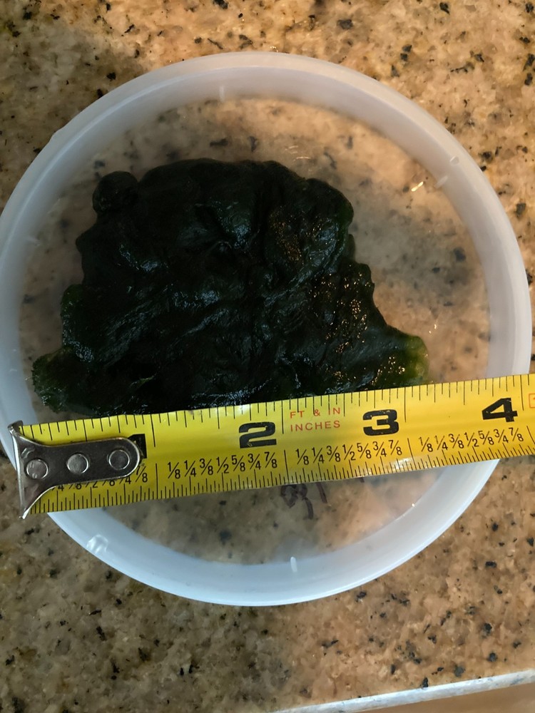Live Marimo Moss-Algae Aquatic Snail Free