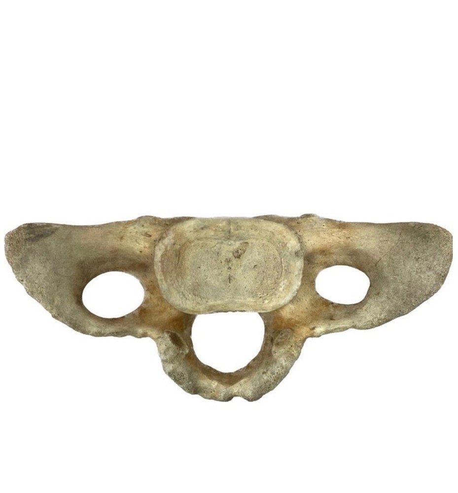 Very Large Whale Vertebrae #11