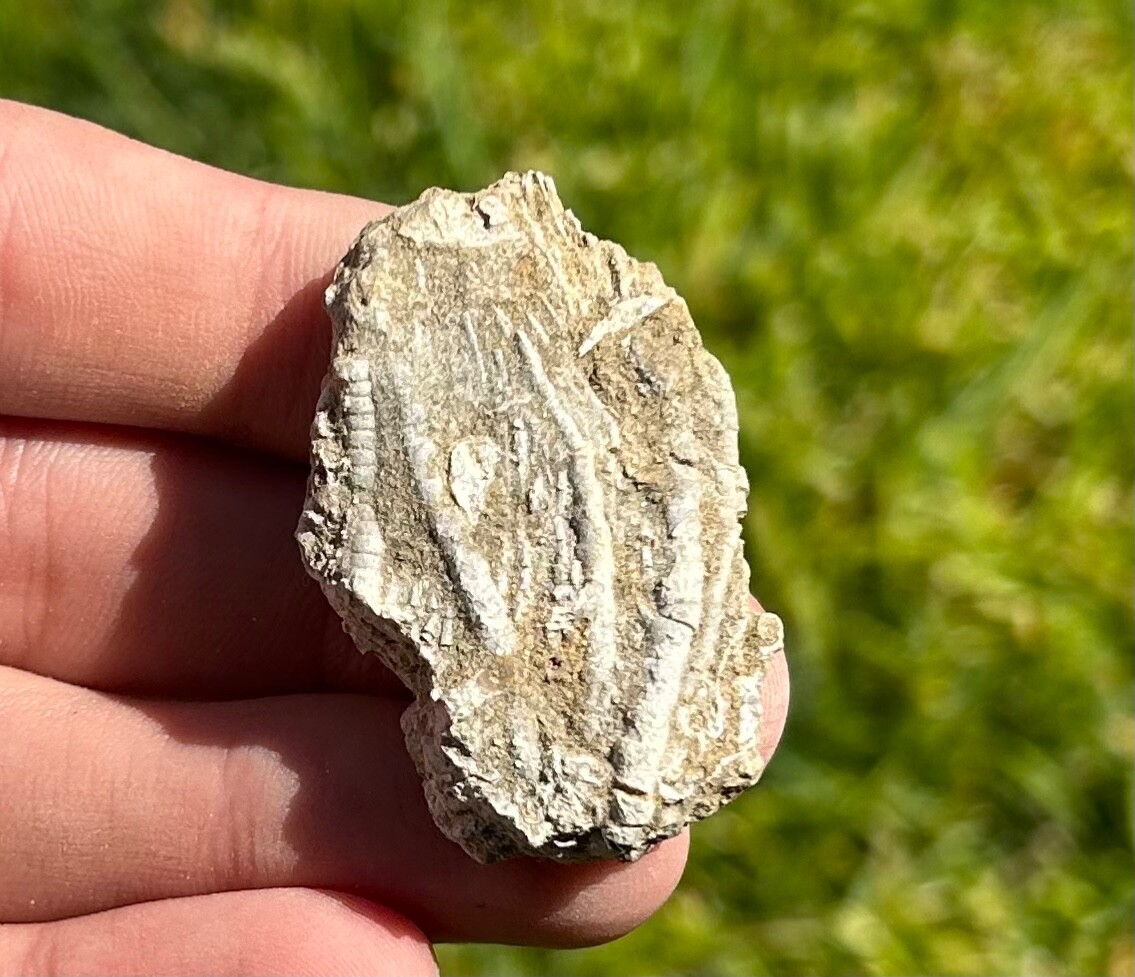 Alabama Fossil Crinoid Phacelocrinus Mississippian Age Bangor Limestone Fm