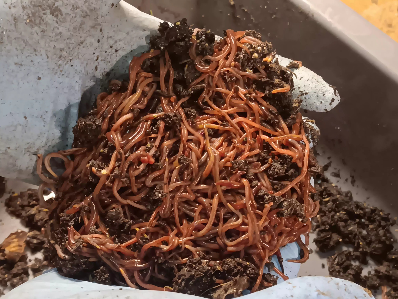 Red Wigglers Worm Blend