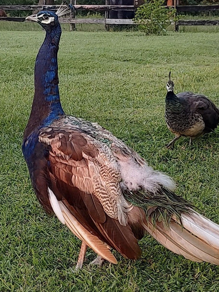 6 Peacock Peafowl Hatching eggs - Ready to ship, plus 1 extra egg!