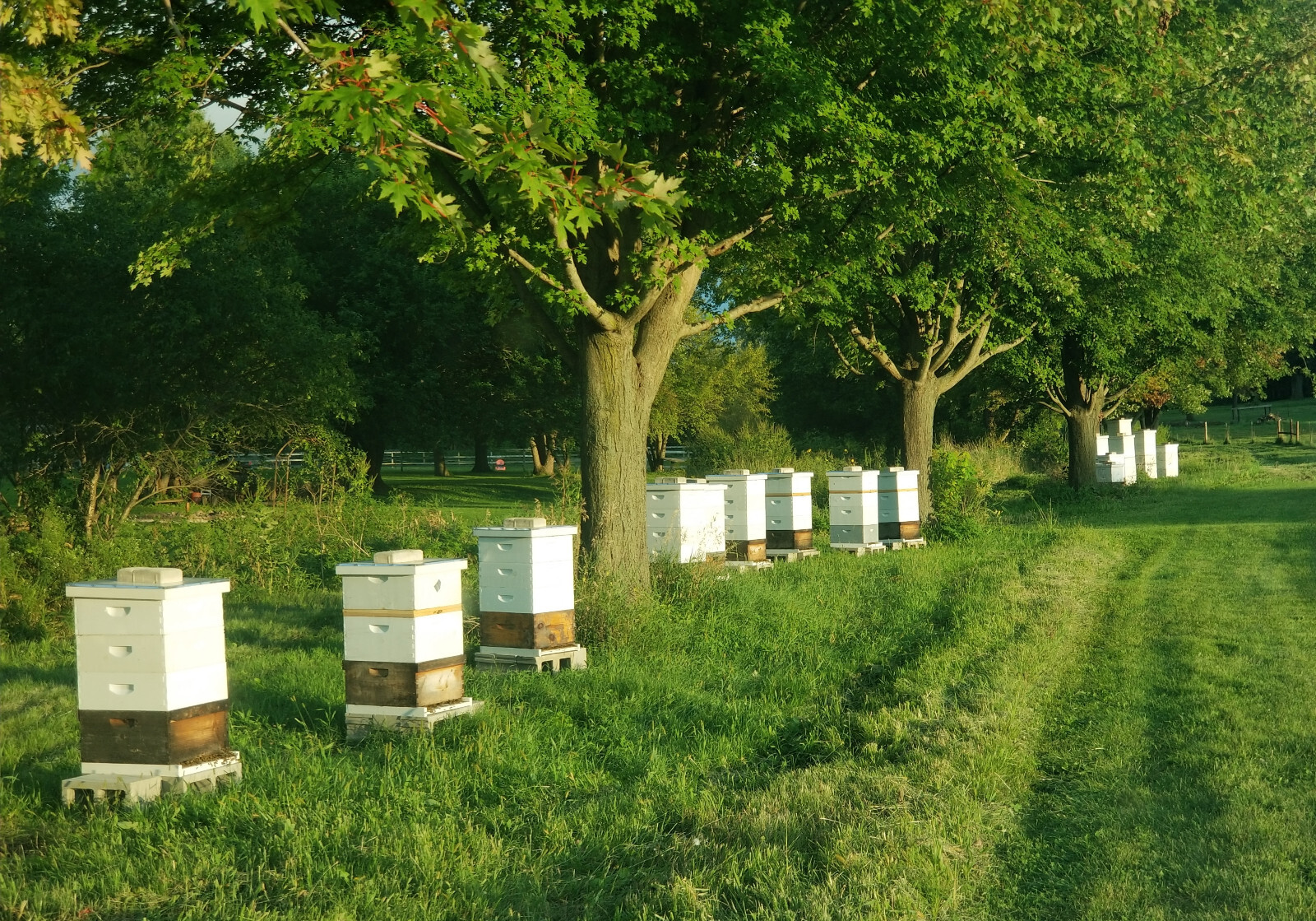 Honey and Bee Pollen - 100% Raw, Wildflower, Local, Organic, Unfiltered